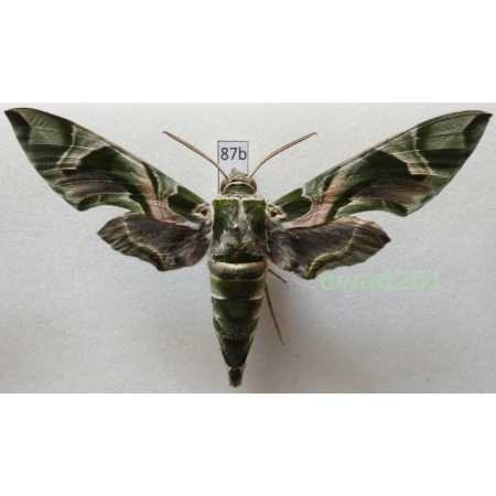 Daphnis nerii (Linnaeus, 1758) Slovakia 90mm87b